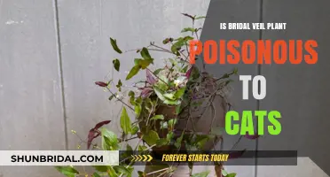 Bridal Veil Plant Toxicity: Is It Safe for Cats?