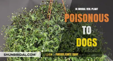 Is Bridal Veil Plant Toxic to Dogs? Safety Guide for Pet Owners