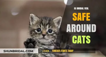 Is Your Bridal Veil Cat-Safe? Tips for Pet-Friendly Weddings