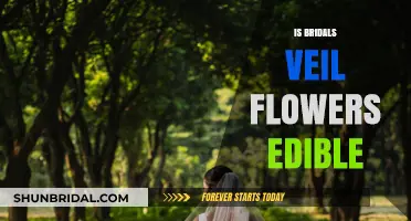 Can You Eat Bridal Veil Flowers? Edibility Explained