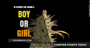 Is Flower the Skunk Male or Female? Unraveling the Mystery