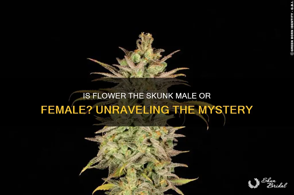 is flower the skunk a boy or girl