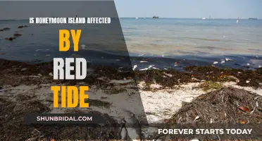 Honeymoon Island's Paradise: Red Tide's Impact and Uncertainty