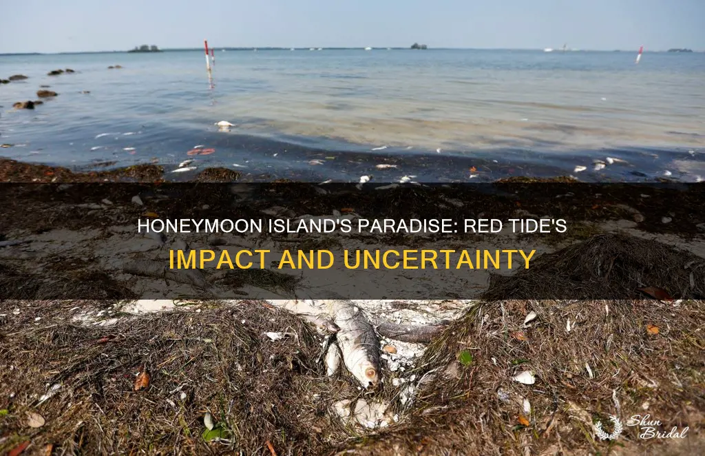 is honeymoon island affected by red tide