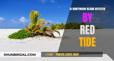 Honeymoon Island's Battle Against Red Tide