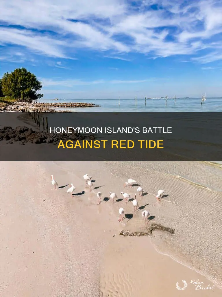 is honeymoon island affected by red tide