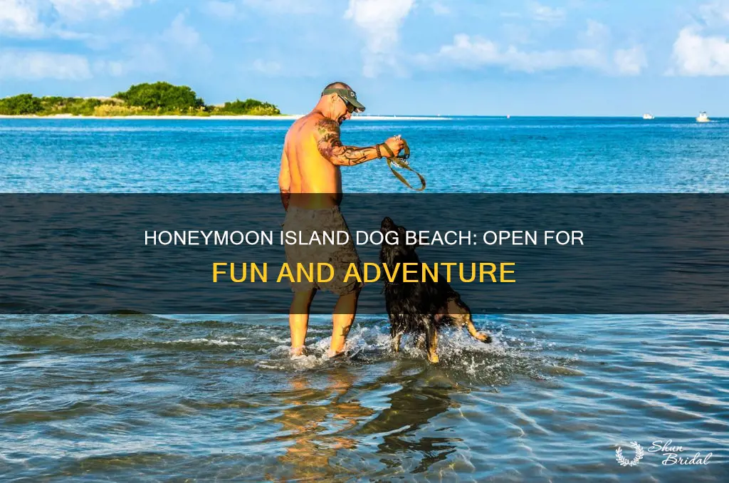 is honeymoon island dog beach open