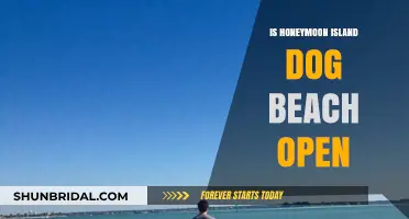 Is Honeymoon Island Dog Beach Open? Your Pet-Friendly Guide