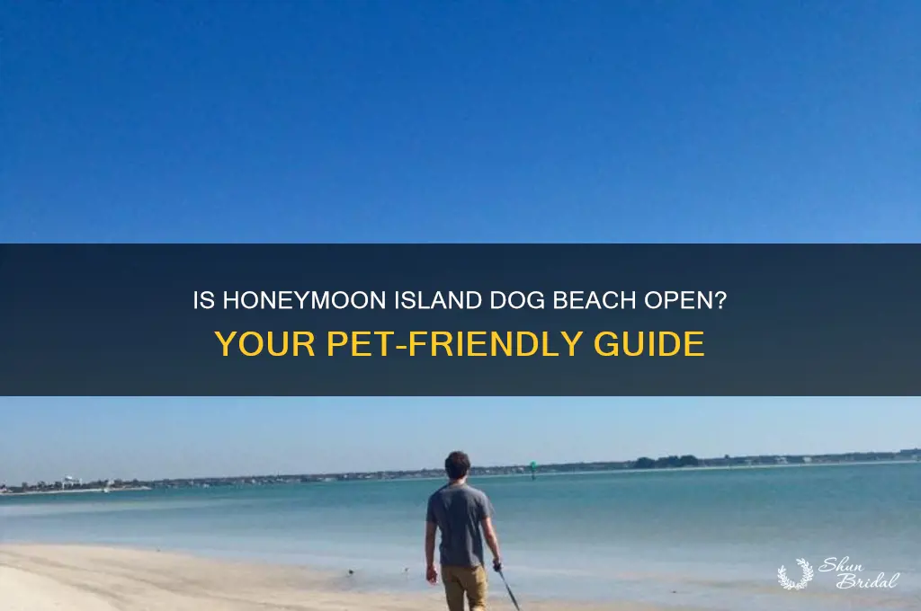 is honeymoon island dog beach open