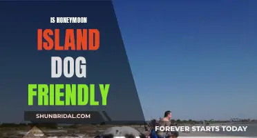 Honeymoon Island: A Dog-Friendly Paradise for Pet Lovers