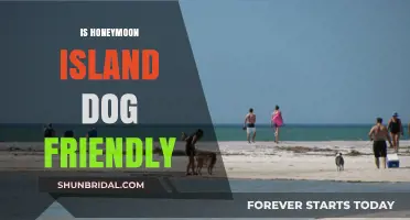 Is Honeymoon Island Dog Friendly? A Pet Owner's Guide