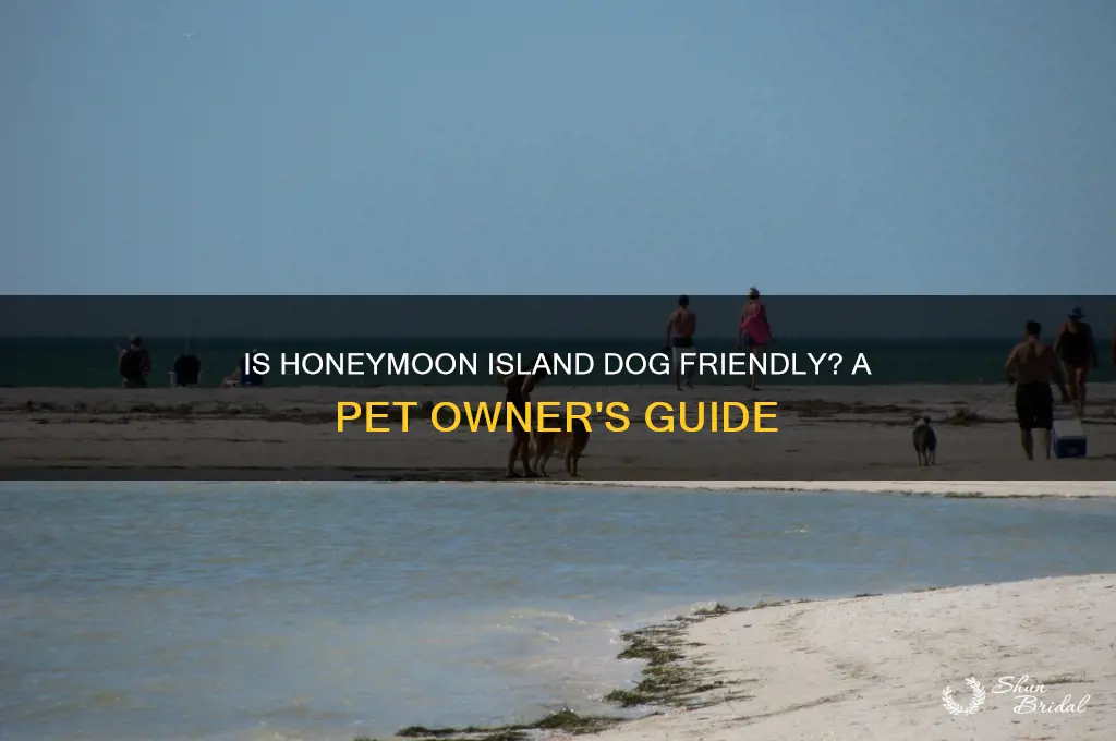 is honeymoon island dog friendly