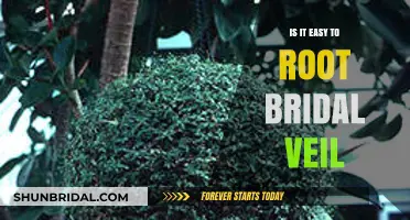 Rooting Bridal Veil Plants: Simple Steps for Successful Propagation