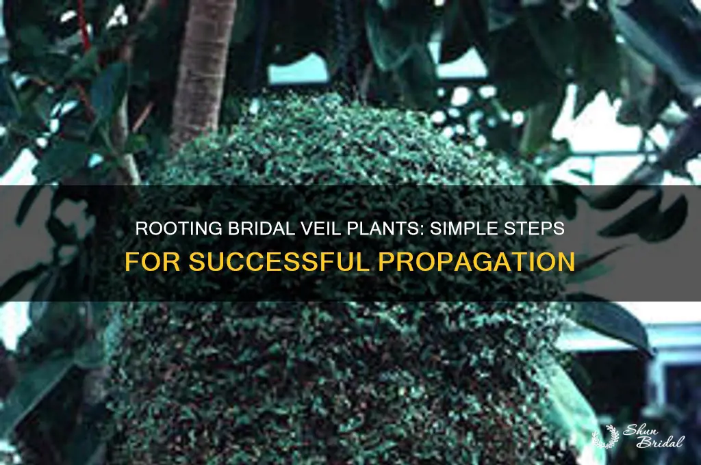 is it easy to root bridal veil