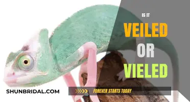 Veiled or Vield: Unraveling the Correct Spelling and Usage