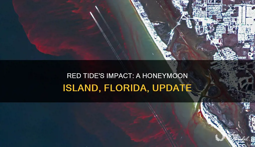 is red tide at honeymoon island fla