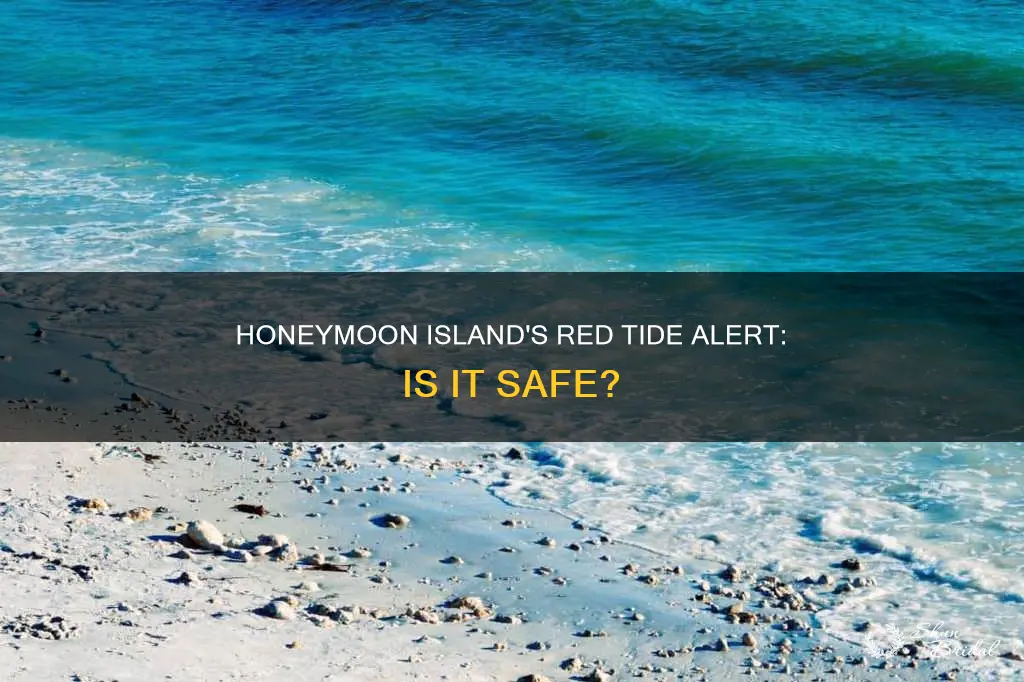 is red tide at honeymoon island fla