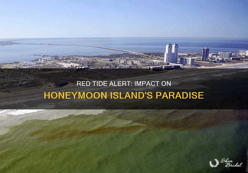 is red tide at honeymoon island