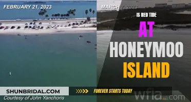 Honeymoon Island's Red Tide Alert: Is It Safe?