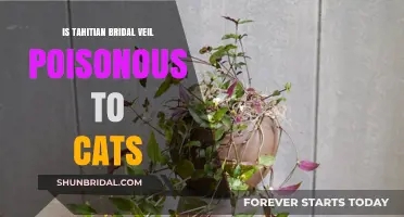 Tahitian Bridal Veil: Is It Safe for Cats or Poisonous?