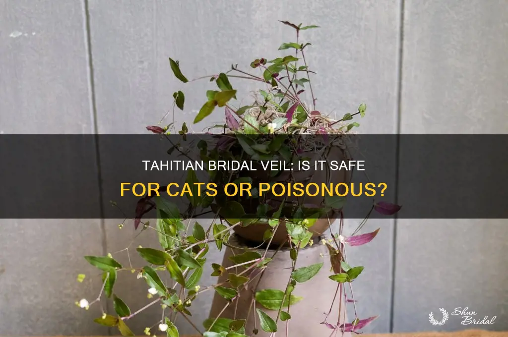 is tahitian bridal veil poisonous to cats