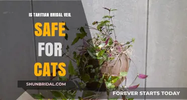 Is Tahitian Bridal Veil Safe for Cats? A Pet Safety Guide