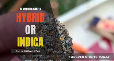 Wedding Cake Strain: Hybrid or Indica?