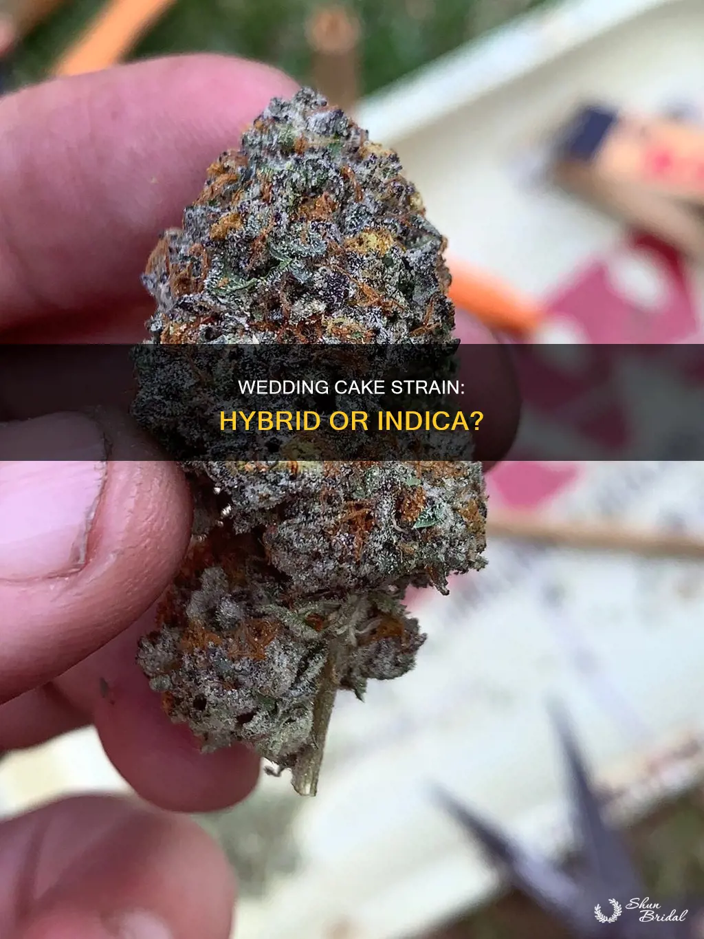 is wedding cake a hybrid or indica