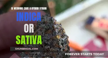 Wedding Cake Strain: Indica or Sativa Hybrid?