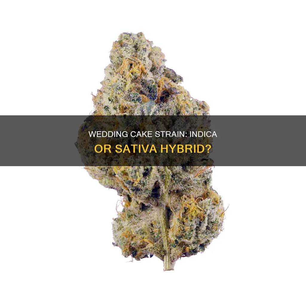 is wedding cake a hybrid strain indica or sativa