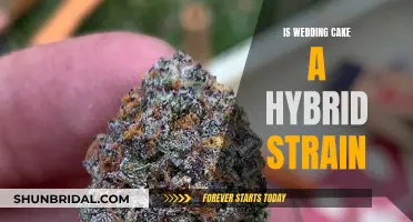 Wedding Cake Strain: Hybrid or Not?