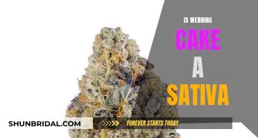 Wedding Cake Strain: Sativa or Indica-Dominant Hybrid?