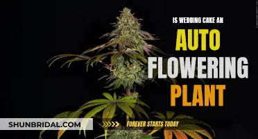 Wedding Cake Auto-flowering: A Plant's Unique Feature