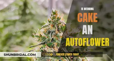 Wedding Cake Autoflower: What's the Deal?