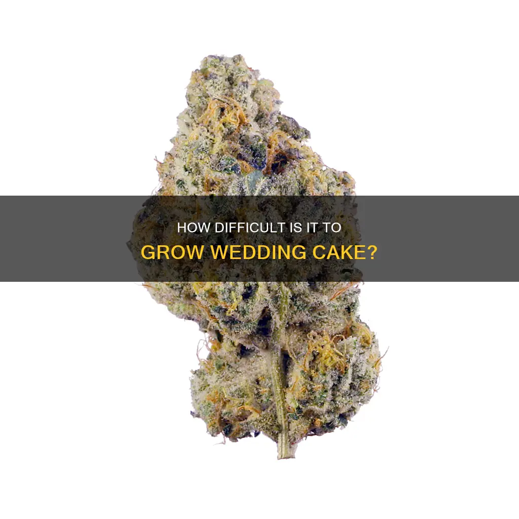 is wedding cake hard to grow