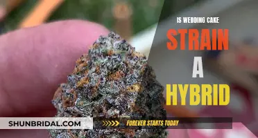 Wedding Cake Strain: Hybrid Heaven or Hell?