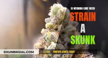 Wedding Cake Weed Strain: Skunk or Not?