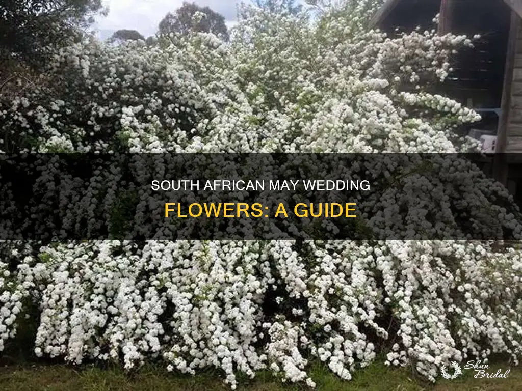 may wedding flowers south africa