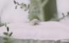 ring bearer