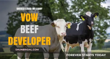 Should You Feed Dairy Cows Beef By-Products? Ethical and Practical Insights