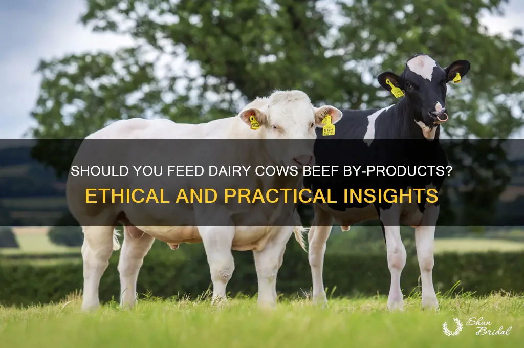 should i feed my dairy vow beef developer