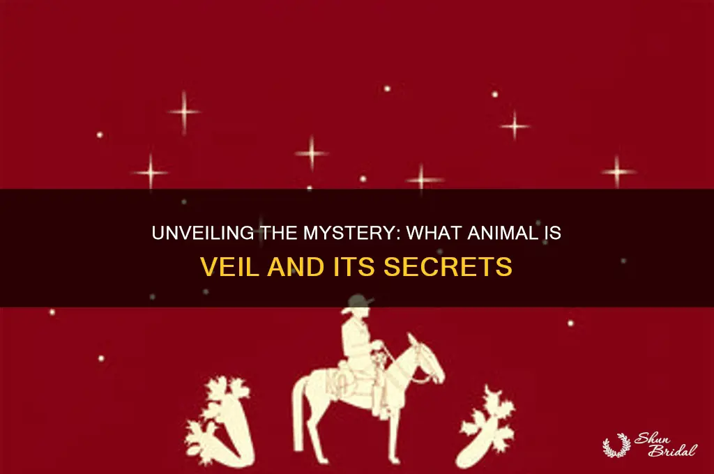 what animal is veil