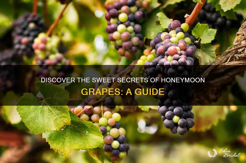 what are honeymoon grapes