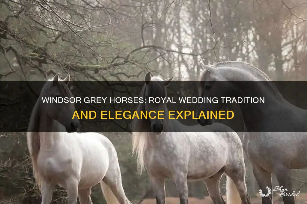 what are windsor grey horses used in the royal wedding