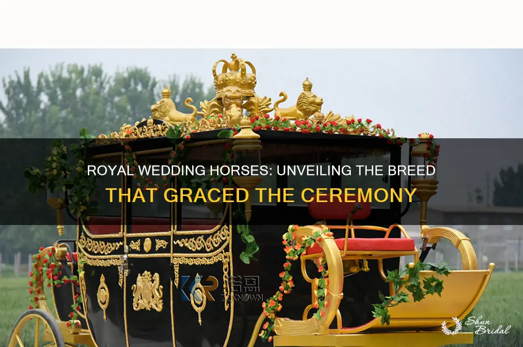 what breed of horses ate at the royal wedding