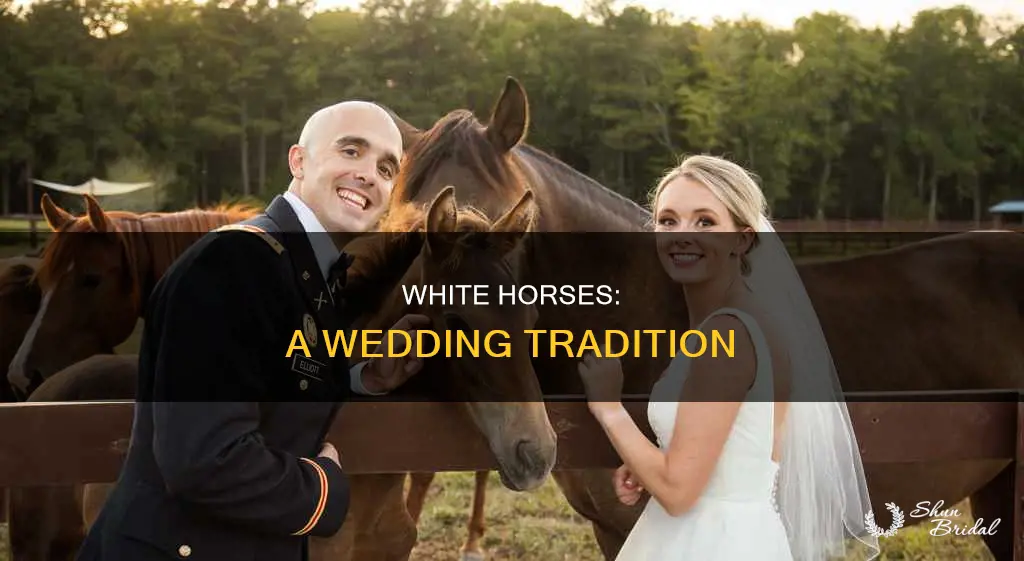 what breed of horses is used for the role wedding