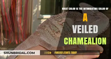 Unveiling the Intimidating Color of a Veiled Chameleon: A Detailed Exploration