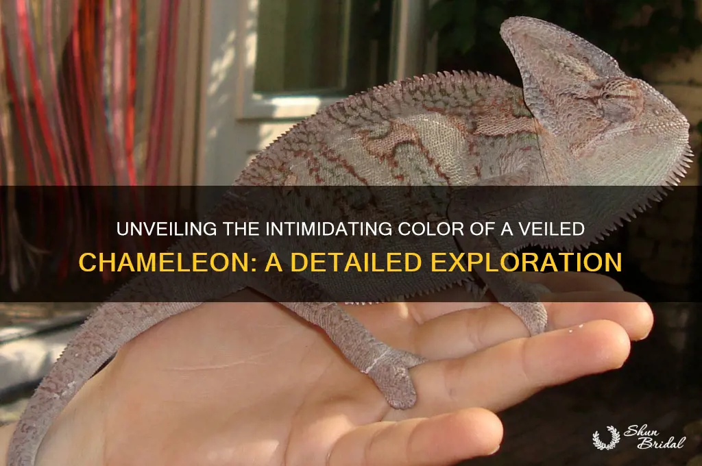 what color is the intimidating color of a veiled chamealion