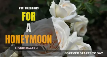 Honeymoon Bliss: Choosing the Perfect Rose Color for Your Special Journey