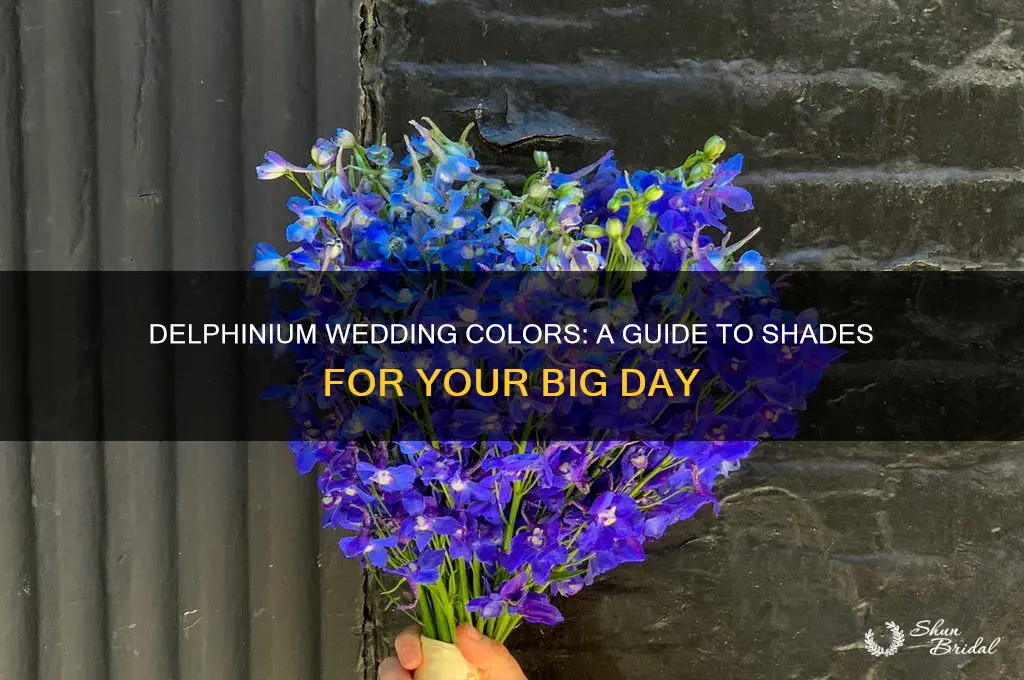 what colors do delhiniums come in for weddings